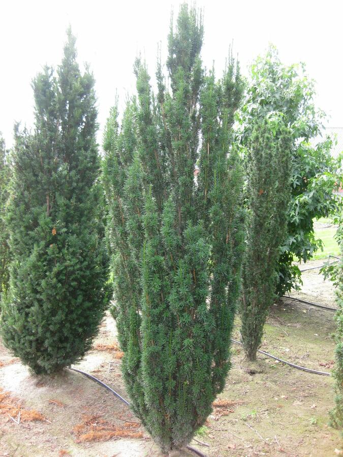 Tis červený 'Fastigiata' - Taxus baccata 'Fastigiata'