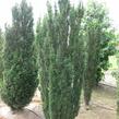 Tis červený 'Fastigiata' - Taxus baccata 'Fastigiata'