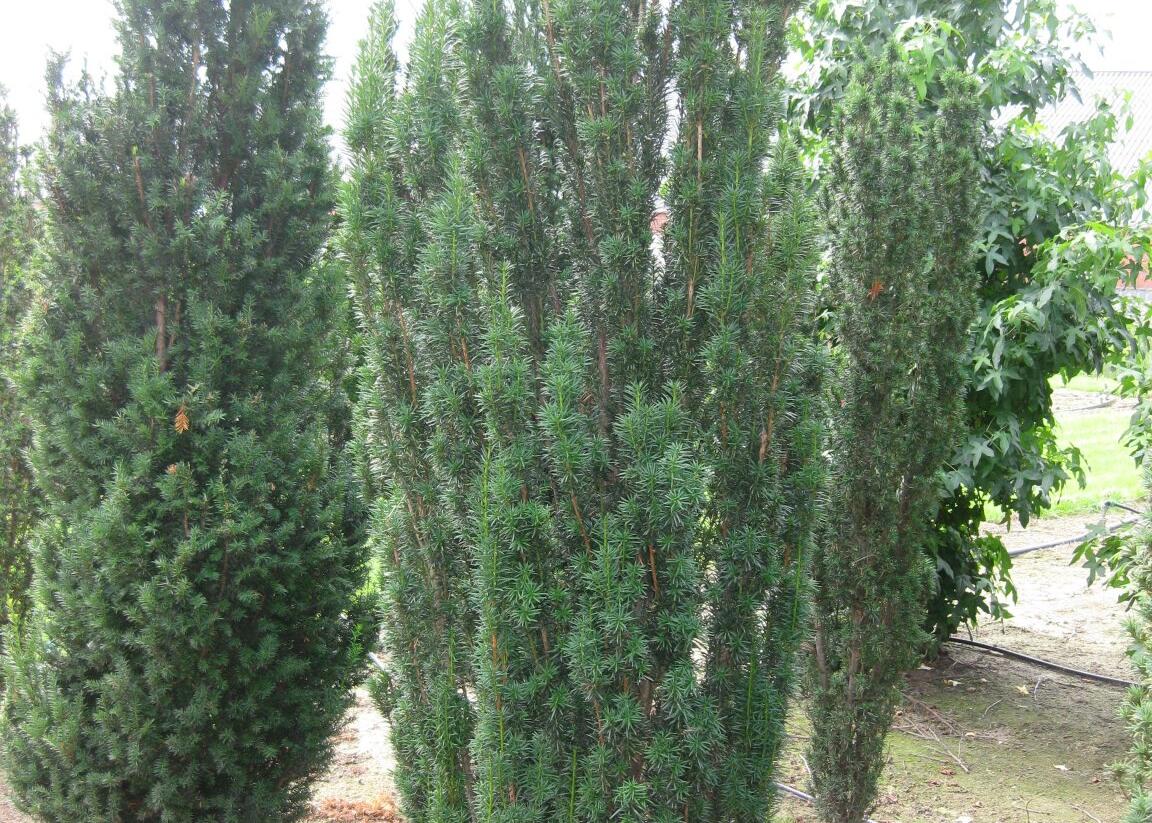 Tis červený 'Fastigiata' - Taxus baccata 'Fastigiata'