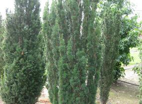 Tis červený 'Fastigiata' - Taxus baccata 'Fastigiata'