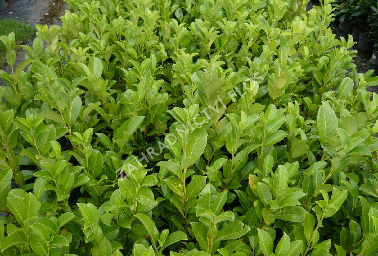 Bobkovišeň lékařská 'Rotundifolia' - Prunus laurocerasus 'Rotundifolia'
