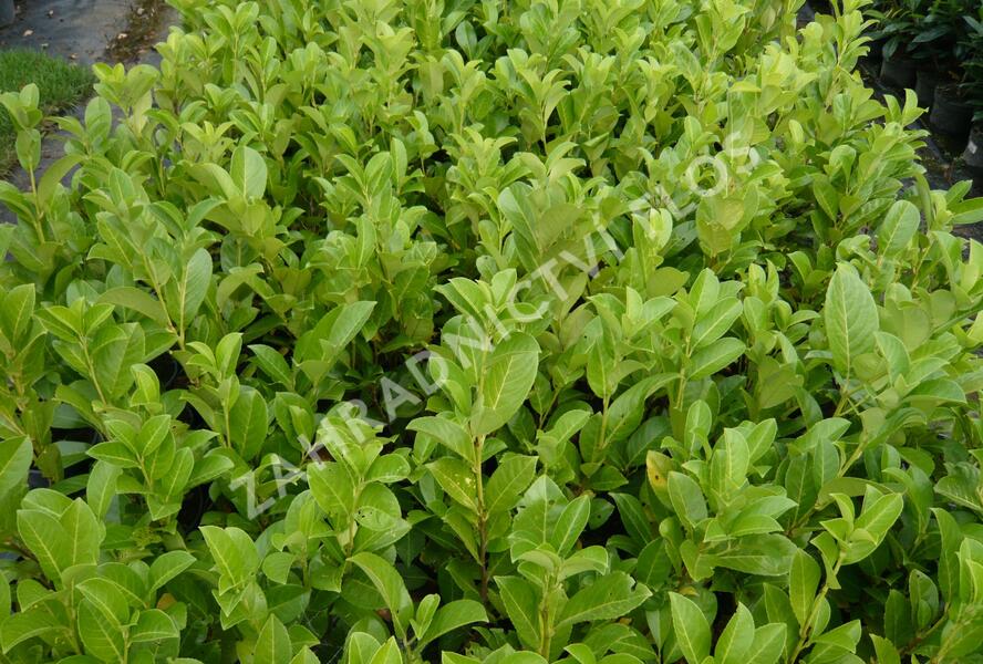 Bobkovišeň lékařská 'Rotundifolia' - Prunus laurocerasus 'Rotundifolia'