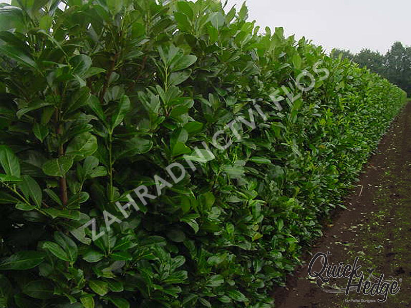 Bobkovišeň lékařská 'Rotundifolia' - Prunus laurocerasus 'Rotundifolia'