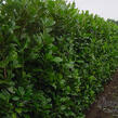 Bobkovišeň lékařská 'Rotundifolia' - Prunus laurocerasus 'Rotundifolia'