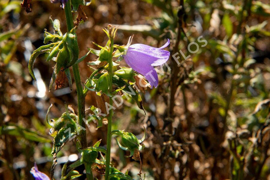 Zvonek řepkovitý 'Cambell Blue' - Campanula rapunculoides 'Cambell Blue'