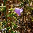 Zvonek řepkovitý 'Cambell Blue' - Campanula rapunculoides 'Cambell Blue'