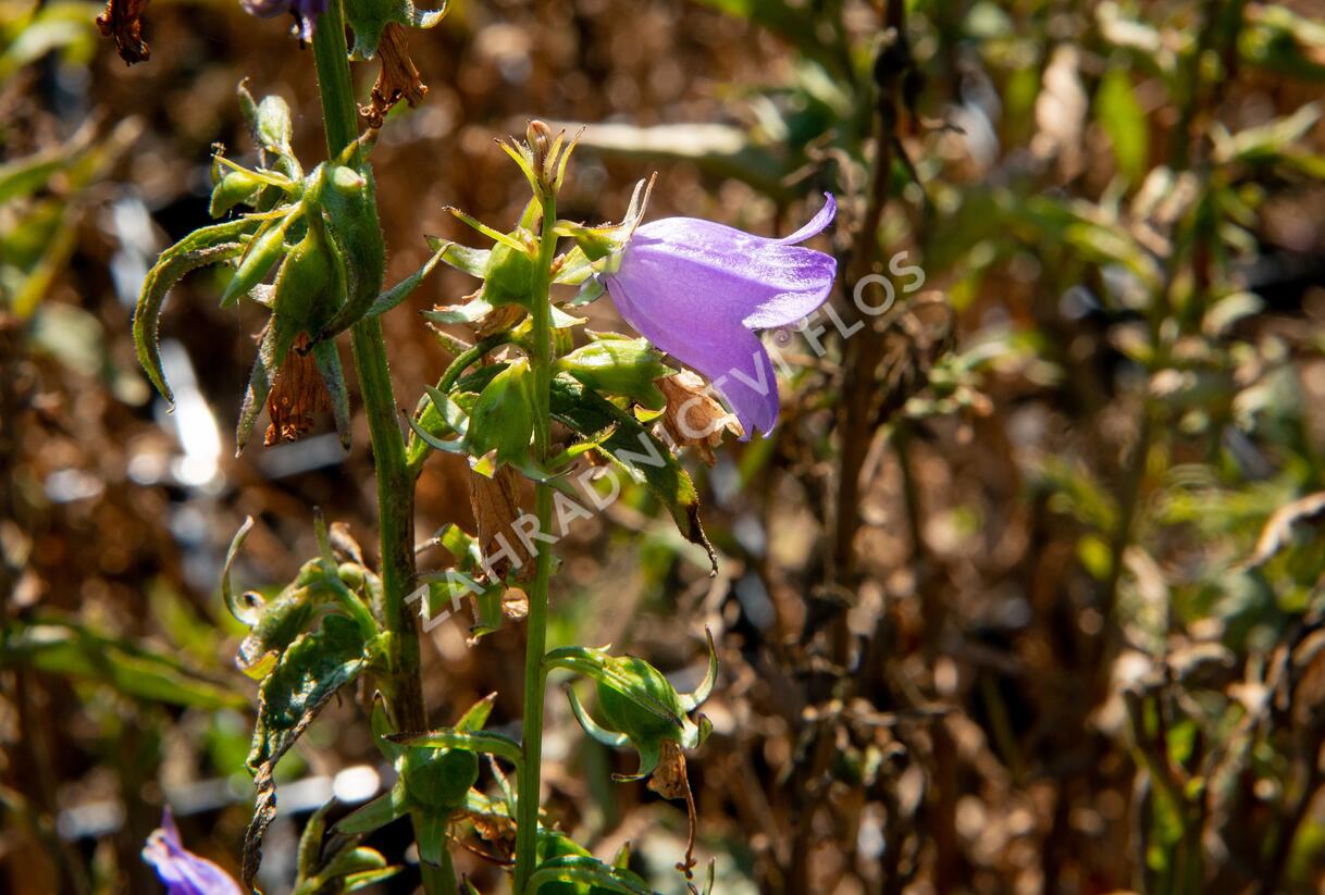 Zvonek řepkovitý 'Cambell Blue' - Campanula rapunculoides 'Cambell Blue'