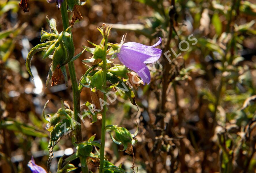 Zvonek řepkovitý 'Cambell Blue' - Campanula rapunculoides 'Cambell Blue'