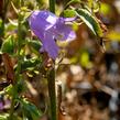 Zvonek řepkovitý 'Cambell Blue' - Campanula rapunculoides 'Cambell Blue'