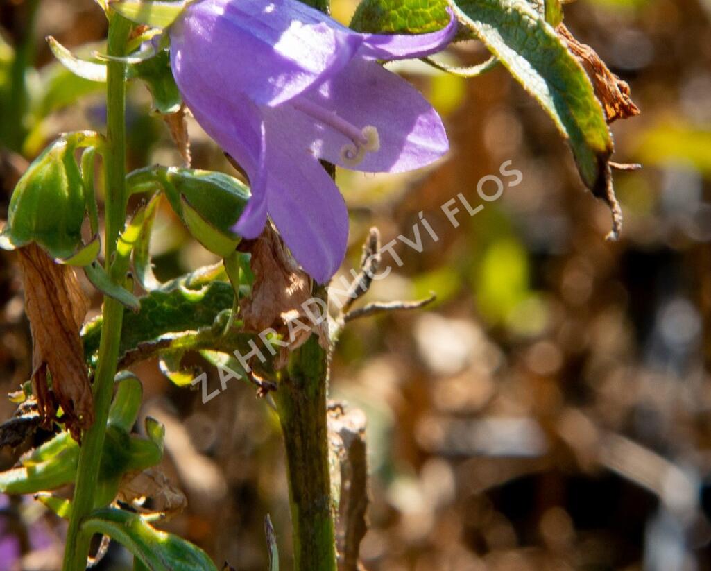 Zvonek řepkovitý 'Cambell Blue' - Campanula rapunculoides 'Cambell Blue'