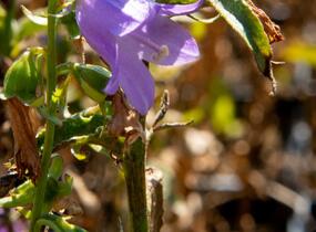 Zvonek řepkovitý 'Cambell Blue' - Campanula rapunculoides 'Cambell Blue'