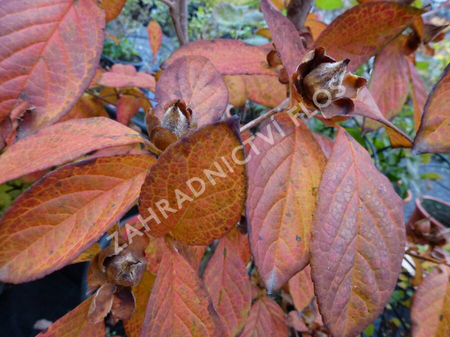 Stewartie kaméliovitá - Stewartia pseudocamellia