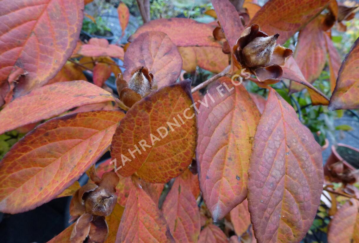 Stewartie kaméliovitá - Stewartia pseudocamellia