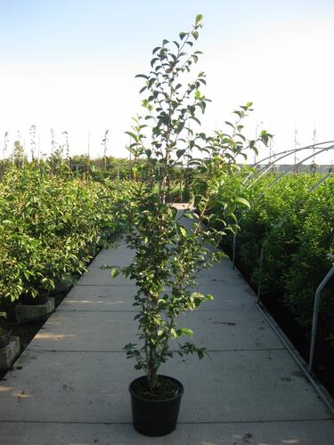 Stewartie kaméliovitá - Stewartia pseudocamellia