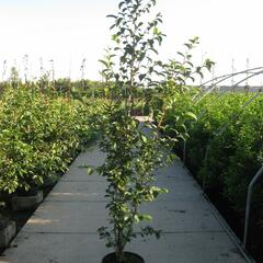 Stewartie kaméliovitá - Stewartia pseudocamellia