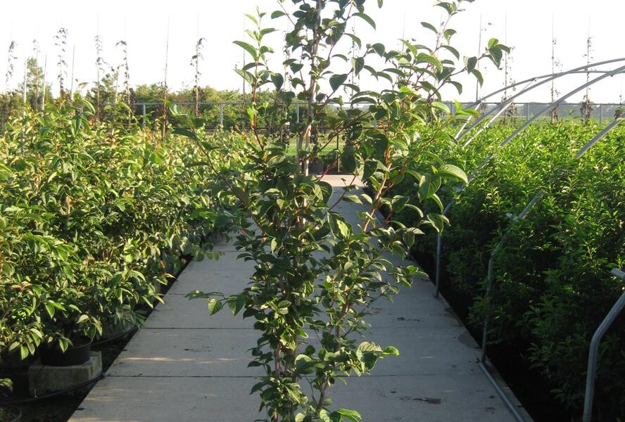 Stewartie kaméliovitá - Stewartia pseudocamellia