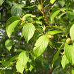 Stewartie kaméliovitá - Stewartia pseudocamellia