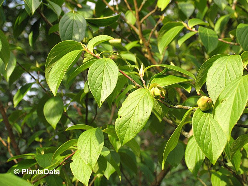 Stewartie kaméliovitá - Stewartia pseudocamellia