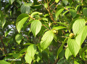 Stewartie kaméliovitá - Stewartia pseudocamellia