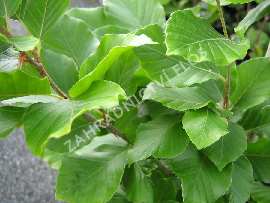 Buk lesní 'Dawyck Gold' - Fagus sylvatica 'Dawyck Gold'