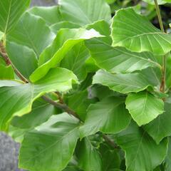 Buk lesní 'Dawyck Gold' - Fagus sylvatica 'Dawyck Gold'