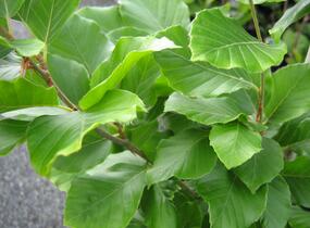 Buk lesní 'Dawyck Gold' - Fagus sylvatica 'Dawyck Gold'