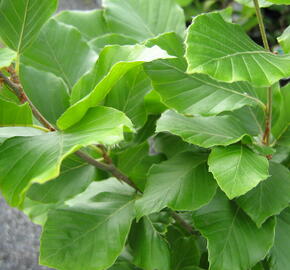 Buk lesní 'Dawyck Gold' - Fagus sylvatica 'Dawyck Gold'