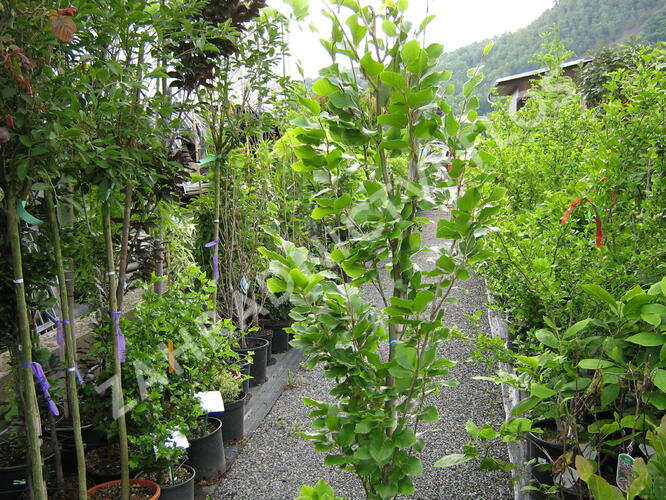 Buk lesní 'Dawyck Gold' - Fagus sylvatica 'Dawyck Gold'