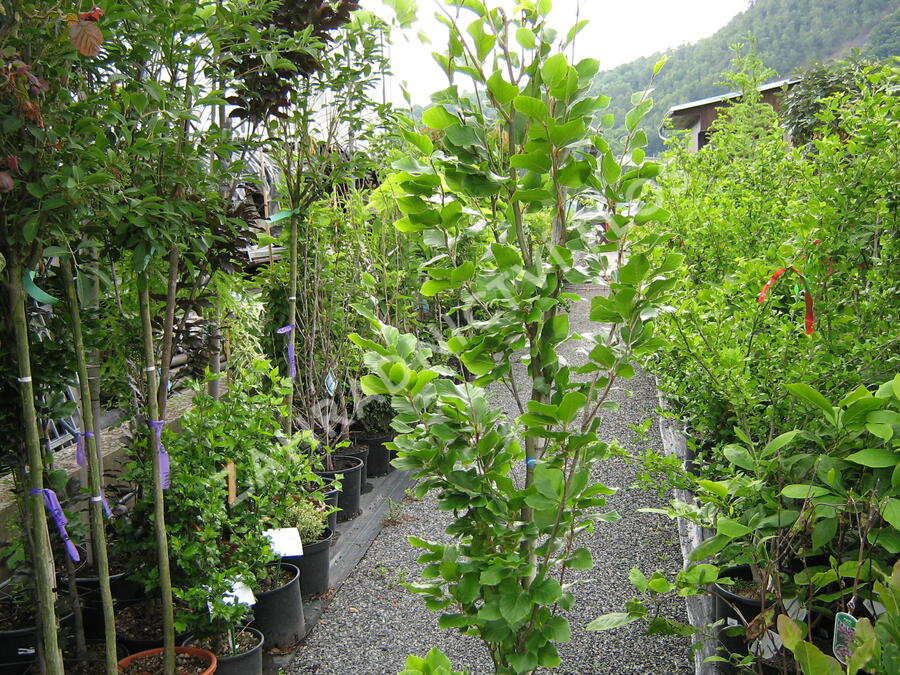 Buk lesní 'Dawyck Gold' - Fagus sylvatica 'Dawyck Gold'