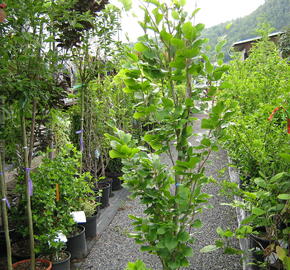 Buk lesní 'Dawyck Gold' - Fagus sylvatica 'Dawyck Gold'