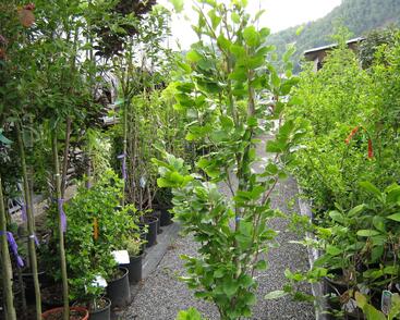 Buk lesní 'Dawyck Gold'