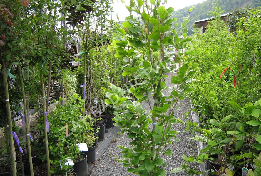 Buk lesní 'Dawyck Gold' - Fagus sylvatica 'Dawyck Gold'