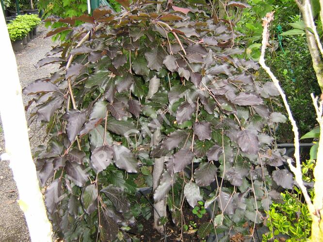 Buk lesní 'Purple Fountain' - Fagus sylvatica 'Purple Fountain'