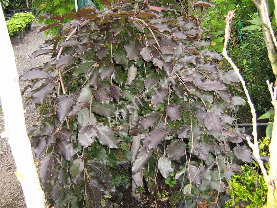 Buk lesní 'Purple Fountain' - Fagus sylvatica 'Purple Fountain'