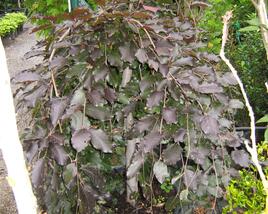 Buk lesní 'Purple Fountain'