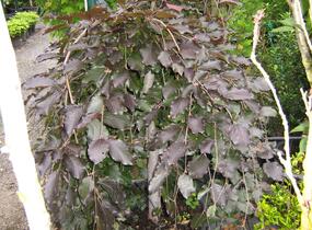 Buk lesní 'Purple Fountain' - Fagus sylvatica 'Purple Fountain'