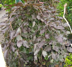 Buk lesní 'Purple Fountain' - Fagus sylvatica 'Purple Fountain'