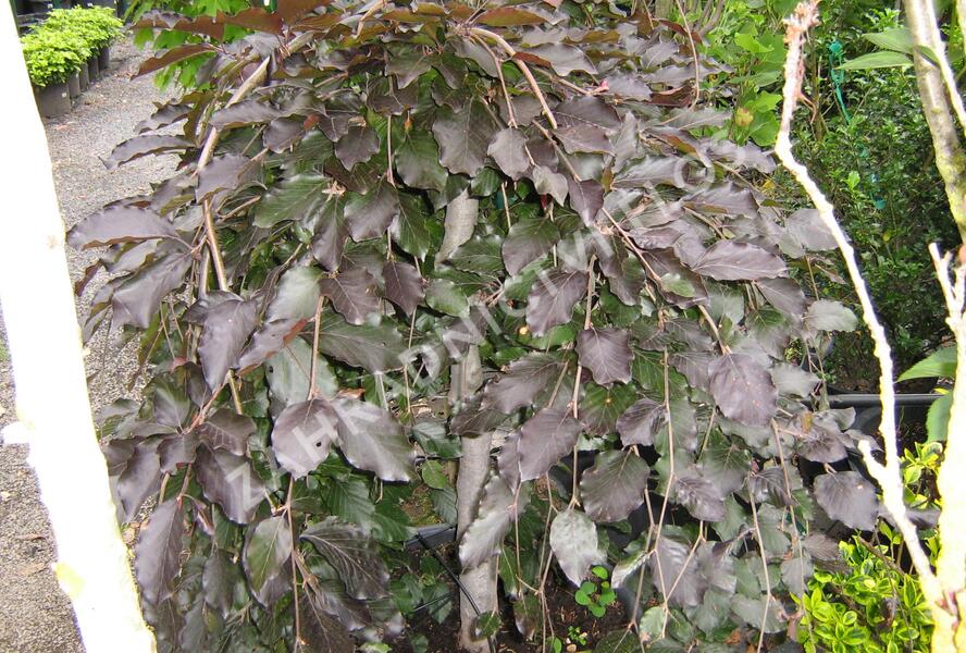 Buk lesní 'Purple Fountain' - Fagus sylvatica 'Purple Fountain'
