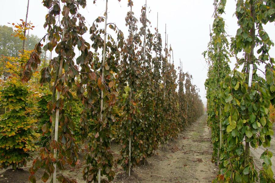 Buk lesní 'Purple Fountain' - Fagus sylvatica 'Purple Fountain'
