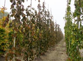 Buk lesní 'Purple Fountain' - Fagus sylvatica 'Purple Fountain'