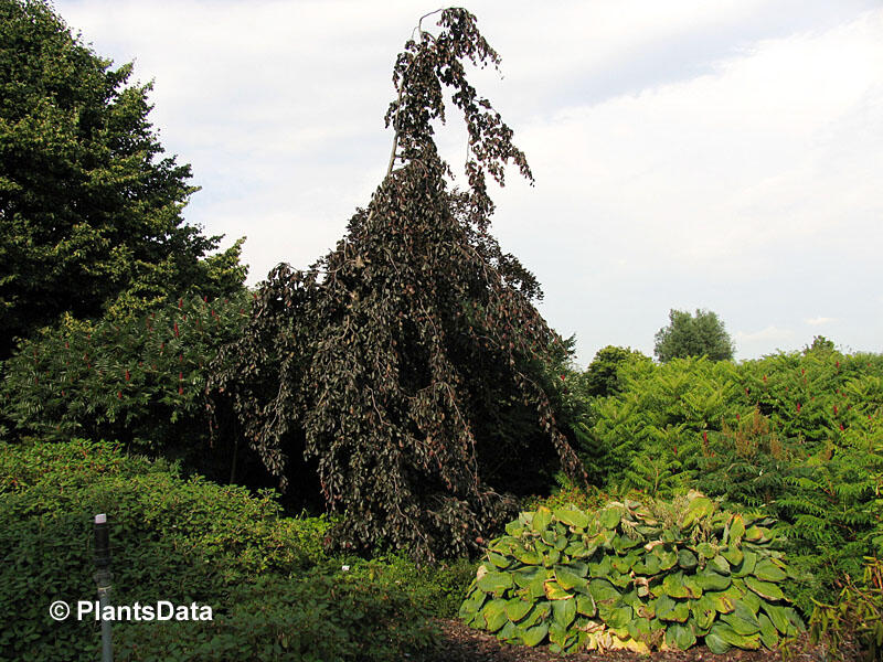 Buk lesní 'Purple Fountain' - Fagus sylvatica 'Purple Fountain'