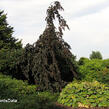 Buk lesní 'Purple Fountain' - Fagus sylvatica 'Purple Fountain'