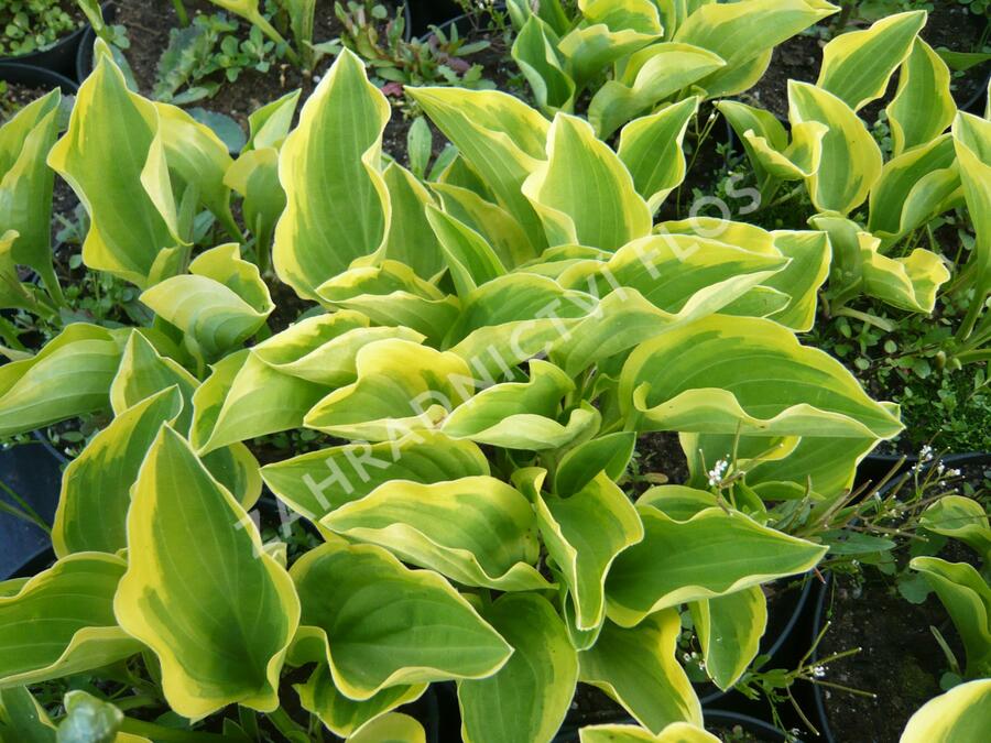 Bohyška 'Carnival' - Hosta 'Carnival'