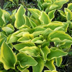 Bohyška 'Carnival' - Hosta 'Carnival'