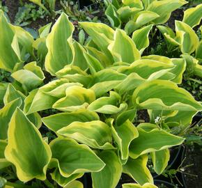 Bohyška 'Carnival' - Hosta 'Carnival'