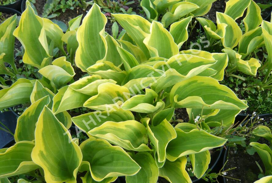 Bohyška 'Carnival' - Hosta 'Carnival'