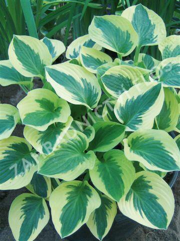 Bohyška 'Brim Cup' - Hosta 'Brim Cup'