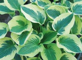 Bohyška 'Brim Cup' - Hosta 'Brim Cup'