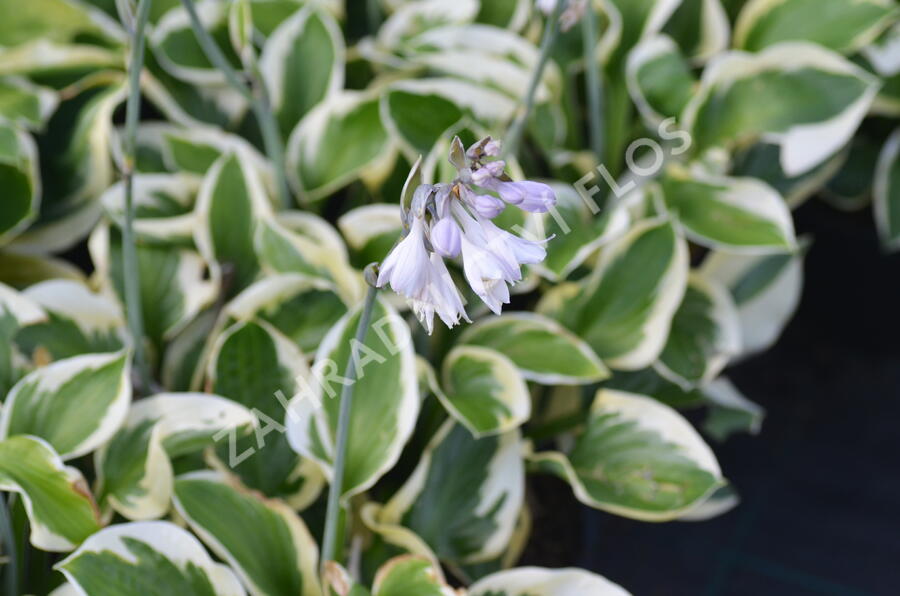 Bohyška 'Brim Cup' - Hosta 'Brim Cup'