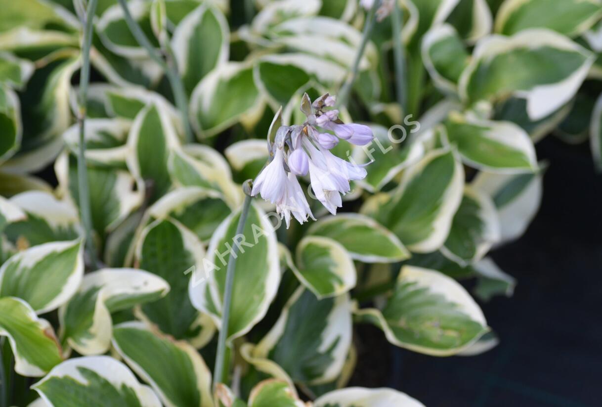 Bohyška 'Brim Cup' - Hosta 'Brim Cup'